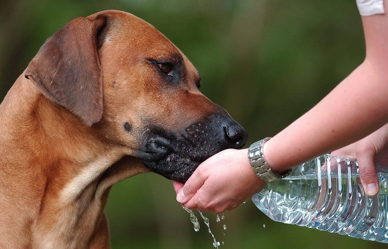 Na imagem, um cãozinho bebe água direto da garrafinha com a ajuda de seu dono.