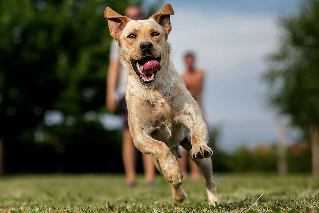 Na imagem, há um cachorro correndo em primeiro plano. Ao fundo e desfocado, existem duas pessoas.