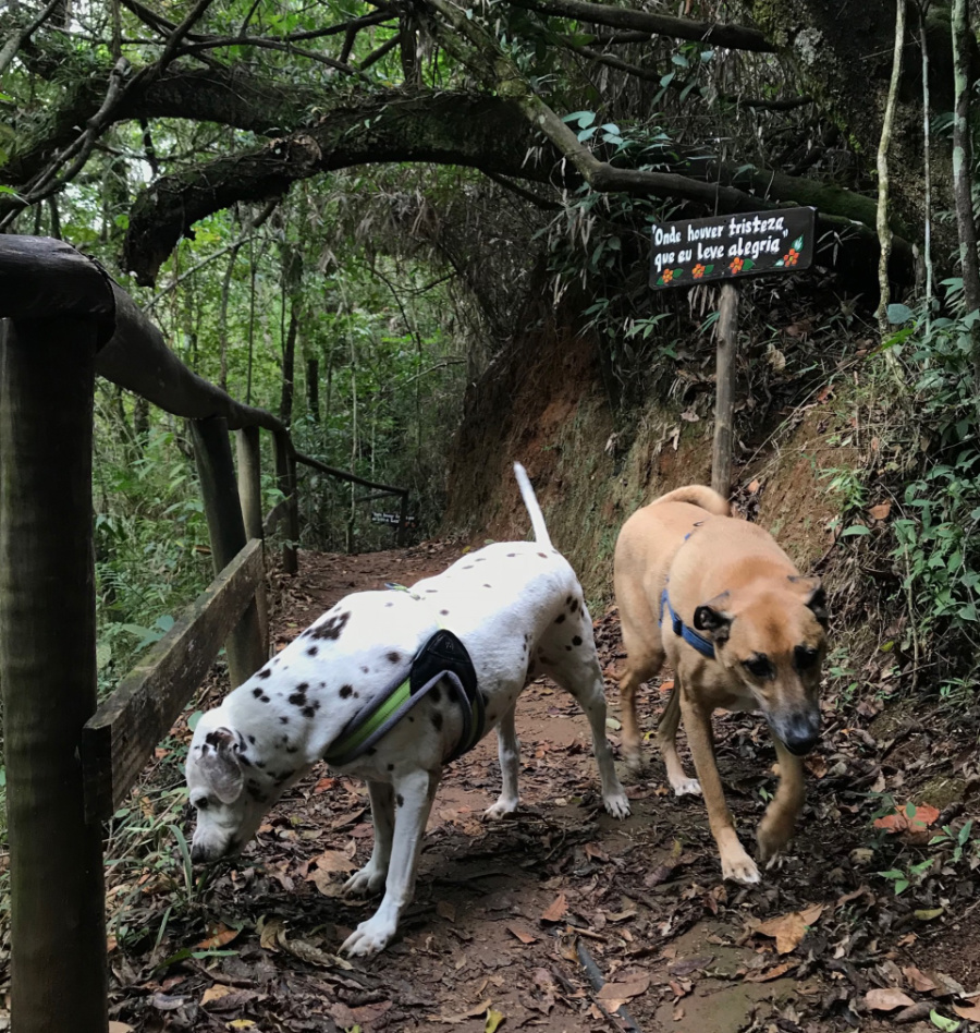 Na imagem, dois cachorros seguem uma trilha pela natureza. 