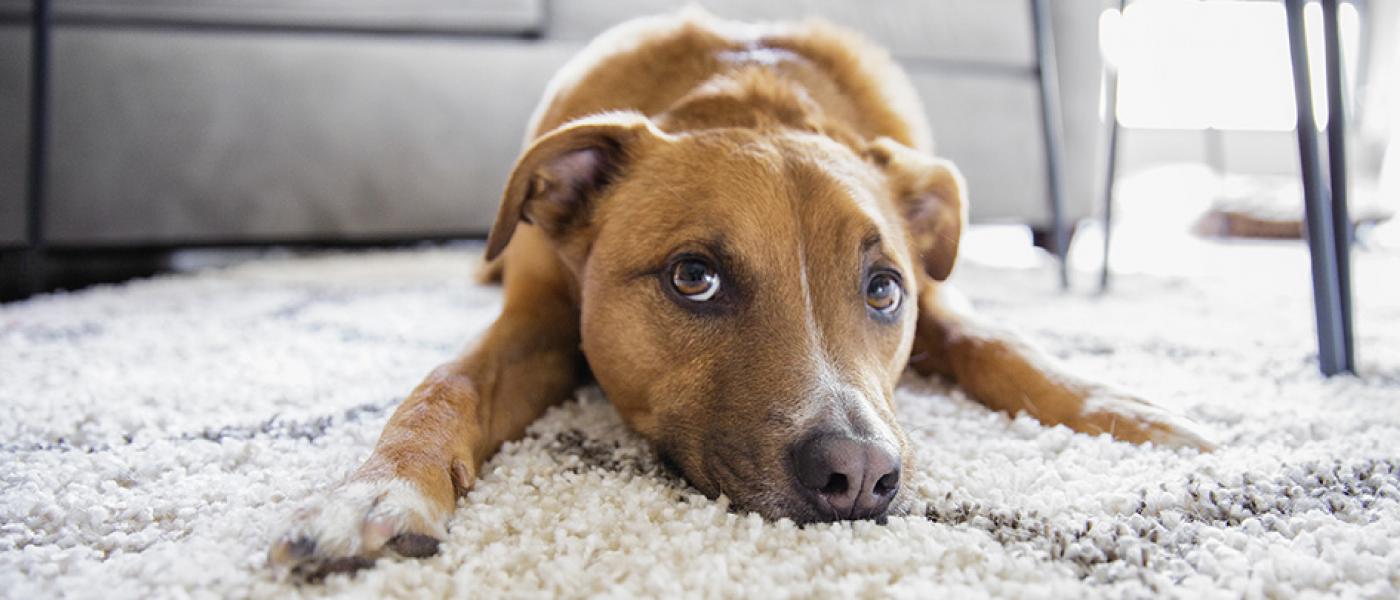Imagem de um cachorro deitado em seu tapete e olhando diretamente para a câmera.