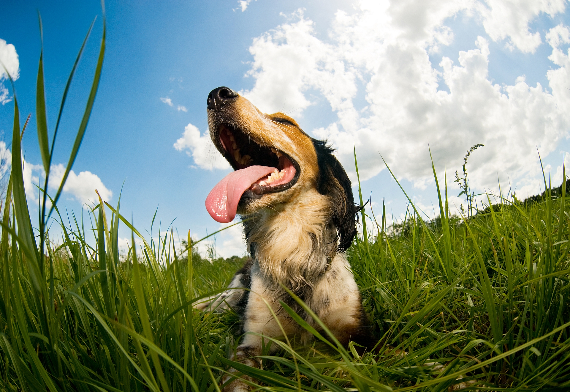 Na imagem, um cão feliz aproveita um dia de sol na natureza.