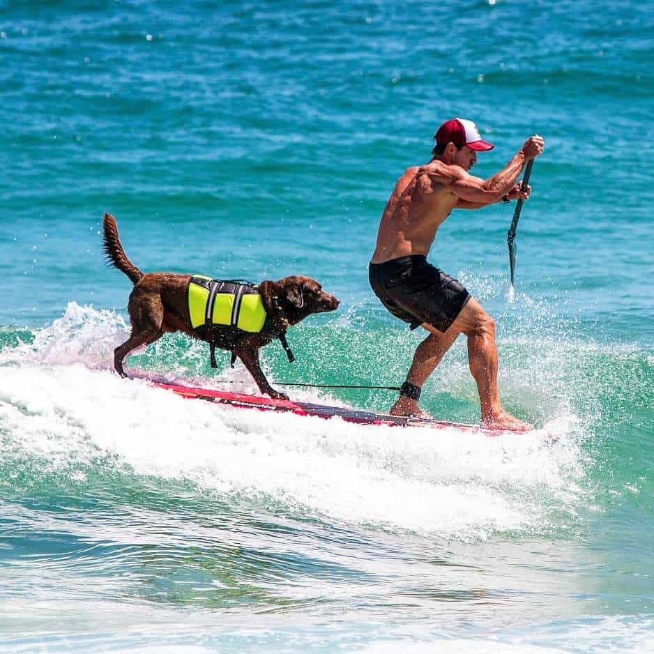 Na imagem, um cachorro e seu dono estão no mar sobre uma prancha de stand up paddle.