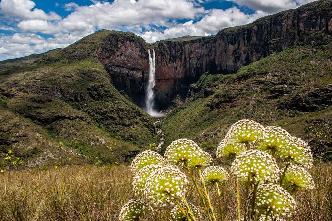 Na imagem, ao fundo há uma cachoeira da serra do espinhaço e em evidencia uma muda de plantas na frente da serra.